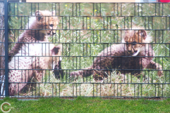 Leoparden Sichtschutzmotiv Leoparden Sichtschutzmotiv