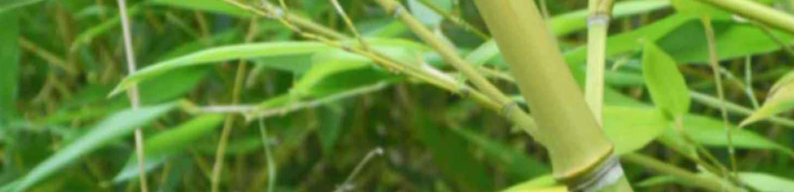 bambusmatten_header