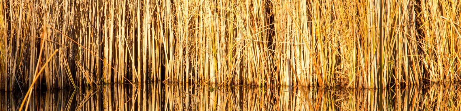 schilf-header