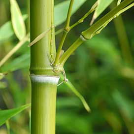 Bambus grün