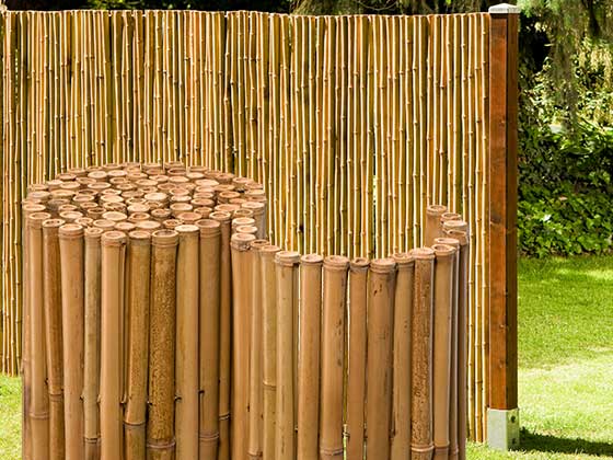 Starker Bambus - Sichtschutz