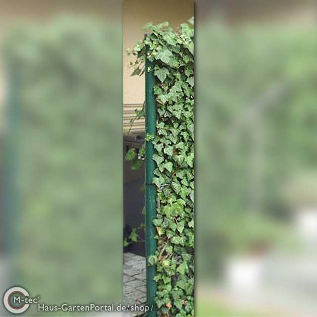 Eisenpfahl für Hecke am laufenden Meter-3,00 m