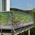 Balkonverkleidung "Kletterwein" by M-tec technology