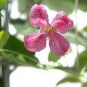 Hedera helix Efeu Hecke Clemantis - rosa